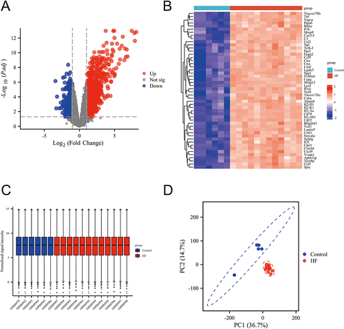 Figure 2 Differential analysis of heart failure. The DEGs are represented as a volcano figure (A), heatmap (B), Box plot (C) and PCA score plot (D) comparing the control and HF groups.