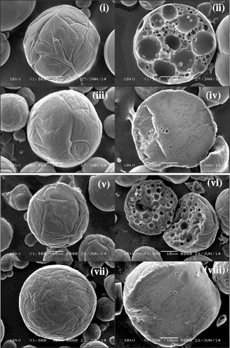 Fig. 2. SEM micrographs of spray-dried powders containing (i, ii, iii, iv) SC and (v, vi, vii, viii) PSC with (i, ii, v, vi) large and (iii, iv, vii, viii) small oil droplets. Cross-sectional structures (ii, iv, vi, viii) of solid particle and external structures (i, iii, v, vii).