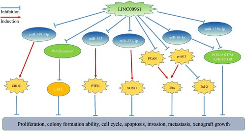 Figure 1. The related mechanism of LINC00961-mediated cancer progression.