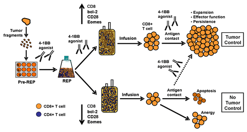 Figure 1. Role for 4–1BB co-stimulation during the expansion of tumor-infiltrating lymphocytes ex vivo and subsequent adoptive cell transfer. We propose that the continuative co-stimulation of tumor-infilrating lymphocytes (TILs) via 4–1BB throughout their expansion ex vivo and upon their reinfusion into patients accelerates the generation of high amounts of CD8+ T cells exhibiting an improved effector-memory profile and increased in vivo persistence. Different stages of TIL expansion—including the initial outgrowth from tumor fragments followed by the rapid expansion protocol (REP) to generate the final infusion product—are schematized. Past expansion protocols (bottom half) have not provided enough co-stimulatory signals, to TILs, in particular through members of the TNF-R family such as 4-1BB resulting in infusion products that are enriched in CD4+ T cells or are generally unable to mediate therapeutic antitumor effects due to poor effector-memory function and in vivo persistence. Conversely, TILs exposed to 4–1BB agonists (top half) maintain the expression of effector-memory markers while upregulating anti-apoptotic proteins and co-stimulatory receptors other than 4–1BB, like CD28. The infusion products generated by this protocol are enriched in CD8+ T cells, have improved survival and expansion capacity in vivo after adoptive transfer, and may exert more robust tumor control.