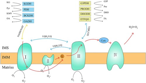Figure 1. mROS production sites and mitochondrial electron transfer process. The mROS generation sites can be divided into two categories, namely NADH/NAD+ equipotential group (yellow) and the UQH2/UQ equipotential group (blue). The NADH/NAD+ group consists of KGDH, PDH, BCKDH, OADH, and complex I. The UQH2/UQ isopotential group is made up of complex II, PRODH, DHODH, ETFQO, and complex III. Complex I uses two equipotential groups to form reactive oxygen species. The red line indicates the electron transfer process of the mitochondria. mROS, mitochondrial reactive oxygen species; UQH2, ubisemiquinone; UQ, ubiquinone; KGDH, α-ketoglutarate dehydrogenase; PDH, pyruvate dehydrogenase; BCKDH, branched chain keto acid dehydrogenase; OADH, 2-oxoadipate dehydrogenase; PRODH, proline dehydrogenase; DHODH, dihydroorotate dehydrogenase; and ETFQO, electron transferring flavoprotein ubiquinone oxidoreductase.