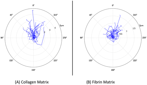 Figure 6. Trajectories observed in (A) collagen and (B) fibrin.