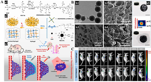 Figure 13 (A) (a1) Synthesis of the SP (DMAEMA-co-HEMA-AA) Star-Shaped Copolymer; (a2) Preparation Process of the Injectable Self-Healing Hydrogel by the Reaction of SP (DMAEMA-co-HEMA-AA) with PEI (Formation of the Dynamic Covalent Enamine Bond), Loading PDA NPs and DOX; and (a3) Schematic Process of the Synergistic Thermochemotherapy under NIR. (B) (b1) TEM image of PDA NPs. (b2) SEM image of the SP (DMAEMA-co-HEMA-AA)/PEI hydrogel. (b3) SEM image of the SP (DMAEMAco-HEMA-AA)/PEI/PDA-NP nanocomposite hydrogel. (b4) SEM image of the SP (DMAEMA-co-HEMA-AA)/PEI/PDA-NP nanocomposite hydrogel after NIR irradiation for 5 min (808 nm, 1 W/cm2). (b5) Top and front views and the temperature distribution, captured by an infrared camera, of SP (DMAEMA-co-HEMA-AA)/PEI/PDA-NP nanocomposite hydrogel columnar samples (diameter: 1 cm) before and after NIR irradiation for 5 min (808 nm, 1 W/cm2) (scale bar: 1 cm). (C) Different retention effects of hydrogels containing the fluorescent dye Cy5.5 and PBS containing Cy5.5 at different times. Reprinted with permission from Wang C, Zhao N, Yuan W. NIR/thermoresponsive injectable self-healing hydrogels containing polydopamine nanoparticles for efficient synergistic cancer thermochemotherapy. ACS Appl Mater Interfaces. 2020;12:9118–9131. doi:10.1021/acsami.9b23536. Copyright 2020, American Chemical Society.Citation117