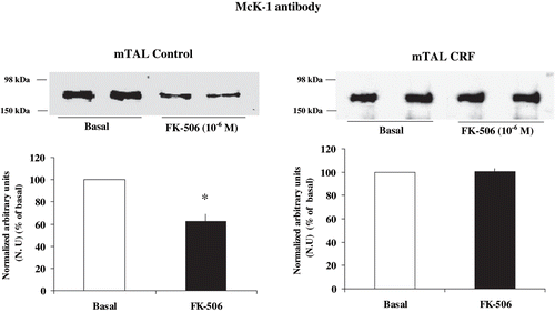 Figure 5. Effect of calcineurin inhibition on α1-subunit Na+ K+ ATPase phosphorylation degree at Ser-23 in mTAL microdissected segments of control and CRF rats. Na+ K+ ATPase α1-subunit phosphorylation degree at Ser-23 in immunoblots of mTAL segments from control and CRF rats were treated with FK-506 10−6 M, a specific calcineurin inhibitor. The immunoblot was performed with a monoclonal antibody (McK-1) against dephosphorylated PKC site, Ser-23, of the Na+ K+ ATPase α1-subunit. Values are means ± SEM and were expressed as percentage of normalized arbitrary units over basal. Normalized arbitrary units were obtained as Na+ K+ ATPase α1-subunit expression with McK-1 antibody / total Na+ K+ ATPase α1-subunit expression with common antibody per μg protein in microdissected tubules (see Table 2). Densitometric analysis of all samples revealed no changes in immunosignal of α1-subunit Na+ K+ ATPase at Ser-23 under FK-506 in mTAL segments of CRF rats (p = NS). The calcineurin inhibitor FK-506 decreased immunosignal (higher phosphorylation) in mTAL of control rats. *p < 0.05, as compared with basal in control rats.