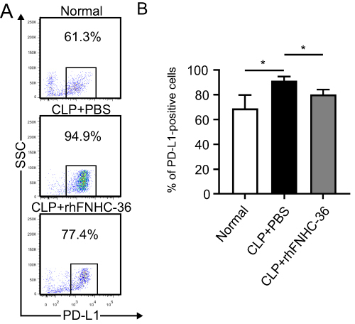 Figure 6 rhFNHC-36 downregulated the percentage of PD-L1-positive cells in peritoneal macrophages isolated from CLP-induced septic mice. (A-B) Following LPS (1 μg/mL) stimulation of the isolated macrophages for 18 h, the expression of inhibitory ligand PD-L1 on macrophages was evaluated using flow cytometry. Representative flow profiles of PD-L1 expression on LPS-stimulated macrophages in the indicated groups are shown (A), and the percentages of PD-L1+ population are summarized (B). n=3 for each group; *P <0.05, between the indicated groups.