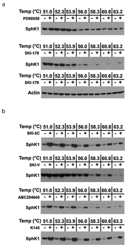 Figure 3. Demonstration of Target Engagement of SphK1 in HEK293 cells by SKIs using CETSA. (a) A representative western blot of HEK293 cells over-expressing FLAG-SphK1 where cells were incubated with PD98059 (10 μM) or 8: SKI-178 (10 µM) and DMSO, for 24 hrs. CETSA experiments were performed as detailed in the Materials and Methods and analyzed by western blot detection of SphK1 and Actin using the appropriate primary antibodies. (b) Representative western blots of HEK293 cells over-expressing FLAG-SphK1 where cells were incubated with the indicated SKIs at the indicated concentrations [6: SKI-V (10 µM), 9: ABC294640 (20 µM), 10: K145 (10 µM), and 11: SKI-5 c (20 µM)] and DMSO, for 24 hrs. CETSA experiments were performed as detailed in the Materials and Methods and analyzed by western blot detection of SphK1 using the appropriate primary antibody.