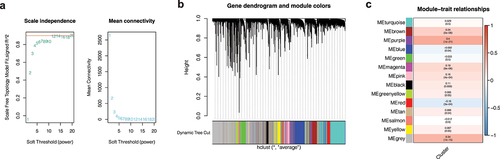 Figure 4. Weighted co-expression network analysis. (a) A soft domain value of 5 is optimal. (b) A total of 14 modules were obtained, and the proportion of gray modules was small. (c) The purple module was most correlated with the cluster.