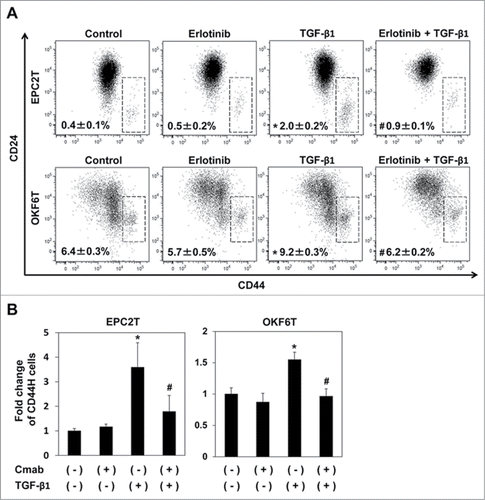 Figure 1. EGFR inhibitors suppressed enrichment of CSCs induced by TGF-β1. (A) EPC2T cells and OKF6T cells were treated with or without erlotinib (2.5 μM) and TGF-β1 (5 ng/ml) for 72 hours. CD44 high expressing CSCs were enriched by TGF-β1 and the enrichment of CSCs by TGF-β1 was significantly suppressed by erlotinib. (*P < 0.05 vs. DMSO control, #P < 0.05 vs TGF-β1) (B) EPC2T cells and OKF6T cells were treated with or without cetuximab (10 μg/ml) and TGF-β1 (5 ng/ml) for 72 hours. Fold change of CD44 high expressing CSCs was shown. (*P < 0.05 vs. DMSO control, # P < 0.05 vs TGF-β1)