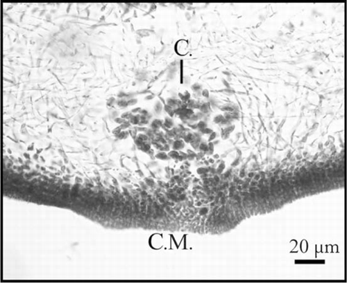 Figure 5  Schizymenia dubyi cross-sections of cystocarps showing specialised opening or carpostome (C.) and mass of carpospores (C.M.).