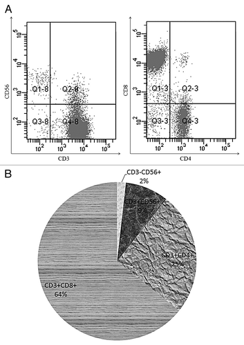 Figure 1. Phenotypic features of bulk CIK cells. PBMCs from heathy individuals were exposed to IFN-γ, OKT3 and IL-2 for 3 weeks. (A) A representative experiment shows the phenotype of bulk CIK cells. (B) Average percentage of different cell subset in bulk CIK cells was measured by flow cytometry (n = 35).