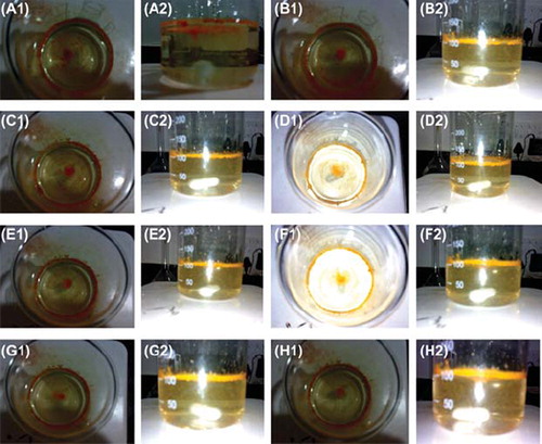 Figure 4. Photograph showing the floatability of developed formulation at different time intervals: (A) 1 hrs; (B) 2 hrs; (C) 3 hrs; (D) 4 hrs; (E) 5 hrs; (F) 6 hrs; (G) 7 hrs; (H) 8 hrs.