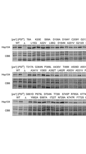 Figure 3 Hsp104-levels in mutant strains. Wild-type [psi-] (AT1), wild-type [PSI+] (AT3), Δhsp104 and 58 missense hsp104 mutants were cultured in YPD+ade liquid medium and harvested in mid-log phase. (Upper) Anti-Hsp104 immunoblotting. (Lower) Coomassie stained internal loading control.