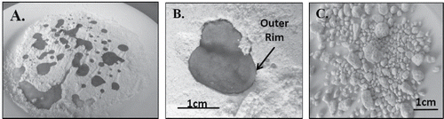 Figure 4. (A) Droplets of olive oil formed on dry flour; note tracks left by retreating oil as it quickly formed more compact, higher standing droplets. (B) Migration of oil droplet into flour over a period of several minutes; note the distinct, thin rim that forms around the outer perimeter of the resulting nugget of oil-infused flour. (C) Olive oil-infused nuggets sieved from dry flour.