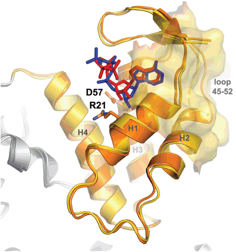 Figure 5.  Structure of the ATP cone domain of human class I RNR in complex with dATP (blue) and ATP (red). Residue Asp57, which when mutated eliminates ability to discriminate between ATP and dATP, is shown in stick representation, as is one of its salt bridge partners, Arg21. The helices are labeled H1–H4. The residues involved in the interactions between three α dimers in the dATP-inhibited oligomer (α6β2 complex) as determined by electron microscopy are shown as a gold surface. The largest differences between the two complexes are in the loop 45–52, which is an important component of the dimer-dimer interface.