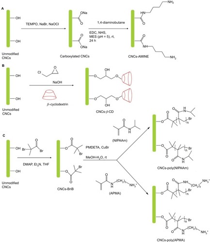 Scheme 1 Synthesis of surface-modified CNCs (A) anionic CNCs-AMINE, (B) anionic CNCs-β-CD, (C) anionic CNCs-poly(NIPAAm) and cationic CNCs-poly(APMA).