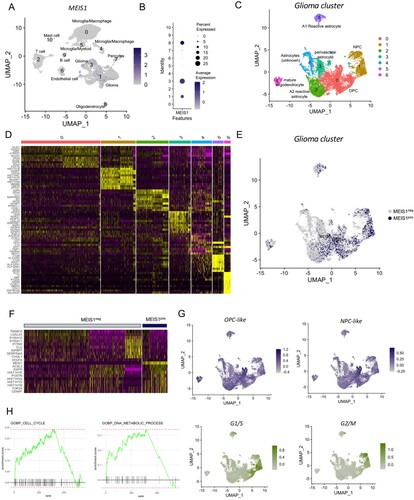 Figure 5. MEIS1 is enriched in the NPC- and OPC-like gliomas. (A) FeaturePlot of cell clusters expressing MEIS1. (B) DotPlot of MEIS1 expression in different cell clusters. (C) DimPlot of glioma cell clusters. (D) DOHeatmap of top 10 genes in different glioma cell clusters. (E) FeaturePlot of MEIS1 expression in different glioma cell clusters. (F) DOHeatmap of top 10 genes enriched in MEIS1-positive and -negative cells. (G) FeaturePlot of NPC-like, OPC-like, G1/S, and G2/M enrichment in the glioma cell cluster. (H) FGSEA analysis in MEIS1-positive/-negative cells.
