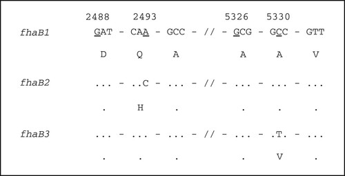 Figure 2. Sequence difference of different fhaB alleles. Numbers at the top refer to the position of the underline nucleotide, which is relative to the start of fhaB gene. Dots indicate identity. Nucleotide sequence is shown in codons with amino acid in single letter shown below.