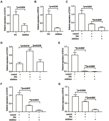 Figure 5 Pristimerin targeted miR-542-5p, AGO2 and EGFR in trophoblast cells. (A) Expression of AGO2 decreases post miR-542-5p inhibitor transfection, p=0.0324. (B) Expression of EGFR decreases post miR-542-5p inhibitor transfection, p=0.0154. (C) Expression of CDH1 48 h after miR-542-5p NC or inhibitor transfection, and 24 h post-treated with or without pristimerin (0.5 μM) in HTR-8/SVneo. p=0.0205, p=0.0232, p=0.0059, respectively. (D) Expression of CDH2 48 h after miR-542-5p NC or inhibitor transfection, and 24 h post-treated with or without pristimerin (0.5 μM) in HTR-8/SVneo. p=0.0114, p=0.0136, respectively. (E) Expression of SNAI 48 h after miR-542-5p NC or inhibitor transfection, and 24 h post-treated with or without pristimerin (0.5 μM) in HTR-8/SVneo. p=0.0028, p=0.0009, respectively. (F) Expression of AGO2 48 h after miR-542-5p NC or inhibitor transfection, and 24 h post-treated with or without pristimerin (0.5 μM) in HTR-8/SVneo. p=0.0073, p=0.0013, respectively. (G) Expression of EGFR 48 h after miR-542-5p NC or inhibitor transfection, and 24 h post-treated with or without pristimerin (0.5 μM) in HTR-8/SVneo. p=0.02344, p=0.0001, respectively. *p<0.05; **p<0.01; ***p<0.001.