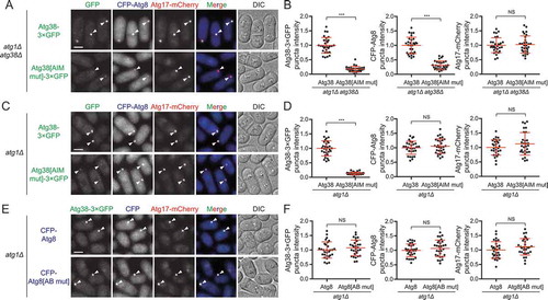 Figure 5. The Atg38-Atg8 interaction functions to directly enhance PAS accumulation of Atg38. (A) The AIM mutation in Atg38 reduced the accumulation of Atg38 and Atg8 at the PAS. Mid-log phase cells expressing 3×GFP-tagged Atg38 or Atg38[AIM mut], CFP-tagged Atg8, and mCherry-tagged Atg17 were incubated in nitrogen-free medium for 2 h, and then imaged by fluorescence microscopy. Arrowheads point to representative puncta where Atg38/Atg38[AIM mut], Atg8, and Atg17 colocalized. (B) Quantification of the puncta intensity of Atg38/Atg38[AIM mut]-3×GFP, CFP-Atg8, and Atg17-mCherry in (A). Mean ± s.d. are shown in red (n = 30). *** indicates P < 0.001; NS, not significant. P values were calculated using Welch’s t-test. (C) In the presence of endogenous Atg38, the AIM mutation in exogenous Atg38 reduced its PAS accumulation. Mid-log phase cells expressing 3×GFP-tagged Atg38 or Atg38[AIM mut], CFP-tagged Atg8, and mCherry-tagged Atg17 were incubated in nitrogen-free medium for 2 h, and then imaged by fluorescence microscopy. Arrowheads point to representative puncta where Atg38/Atg38[AIM mut], Atg8, and Atg17 colocalized. (D) Quantification of the puncta intensity of Atg38/Atg38[AIM mut]-3×GFP, CFP-Atg8, and Atg17-mCherry in (C). Mean ± s.d. are shown in red (n = 30). *** indicates P < 0.001; NS, not significant. P values were calculated using Welch’s t-test. (E) In the presence of endogenous Atg8, the AIM-binding region mutation in exogenous Atg8 did not affect its PAS accumulation. Mid-log phase cells expressing 3×GFP-tagged Atg38, CFP-tagged wild-type or AIM-binding defective Atg8, and mCherry-tagged Atg17 were incubated in nitrogen-free medium for 2 h, and then imaged by fluorescence microscopy. Arrowheads point to representative puncta where Atg38, Atg8/Atg8[AB mut], and Atg17 colocalized. (F) Quantification of the puncta intensity of Atg38-3×GFP, CFP-Atg8/Atg8[AB mut], and Atg17-mCherry in (E). Mean ± s.d. are shown in red (n = 30). NS, not significant. P values were calculated using Welch’s t-test. Scale bars: 3 μm