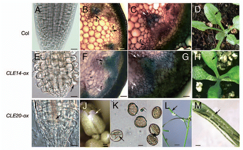 Figure 2 Overexpressing CLE14 or CLE20 causes multiple phenotypes in Arabidopsis plants. (A–D) Non-transgenic wild-type Col-0 plants (Col). (E–H) Transgenic plant overexpressing CLE14 (CLE14-ox). (I–M) Transgenic plant overexpressing CLE20 (CLE20-ox). (A, E and I) the RAM of root tips of the 7-day-old Arabidopsis seedlings. (B, C, F and G) lignification in the inflorescence stems of Arabidopsis. Hand-cut sections of a living inflorescence stem (10–50 µm section from the top part of the stem adjacent to the oldest silique) of 6-week-old plants stained with Toluidine Blue O (0.05% Toluidine blue O in 0.1 M phosphate buffer, pH 7.0). Lignin stains blue-green. (D and H) 21-day-old Arabidopsis plants. (J) an inflorescence tip; (K) pollen; (L) small siliques; (M) an opened small silique. Pollen from plants overexpressing CLE20 is shown to the left, while wild-type pollen (Col-0) is shown to the right in (K). Arrows in (B, C, F and G) point to interfascicular fibers (f) and to xylem (x). Arrows in (D and H) point to a leaf dense with trichomes (D) or to a leaf with fewer trichomes (H), respectively. Arrows in (E and I) point to a root hair (E) or to the vascular tissue (I), respectively. Arrows point to a small and yellowish floral bud with shortened sepals, petals (J), to wrinkled pollen from plants overexpressing CLE20 (K), to a small silique (L) and to an aborted ovule (M). Bar = 20 µm in (A–C, E–G and I); bar = 5 µm in (K); bar = 2 mm in (D and H); bar = 0.5 mm in (J and M); bar = 5 mm in (L). (A, E and I) are from Meng et al.Citation7 Overexpression of CLE14 and CLE20 were performed as described by Meng et al.Citation8