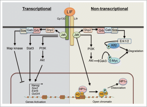 Figure 1. Schematic depiction on exogenous LIF mediated intra-cellular signaling pathways for robust self-renewal in mESCs. LIF activates at least 3 intra-cellular signaling pathways: Jak-Stat3, PI3K-Akt and Shp2-MAPK pathways. Upon LIF stimulation, Jaks (Jak1, Jak2, Jak3 and Tyk2) are activated by auto-phosphorylation. Activated Jaks induce downstream cascades. Stat3 is phosphorylated and activated by Jaks, and subsequently induces the expressions of various pluripotent associated genes. Activated PI3K-Akt by Jaks also positively regulates the genes. In contrast to these 2 pathways, activated MAPK pathway inhibits the expressions of the pluripotency associated genes both at transcriptional and post-transcriptional levels. In addition to signal mediated transcriptional regulation, activated Jak2 tunes the chromatin status through histone modification. Also, activated Erk1 and Erk2 directly interact with Klf2 and phosphorylate it, leading to ubiquitination and degradion of Klf2 via proteasomal pathway. Also, LIF-PI3K-Akt axis stabilizes c-myc via inhibiting Gsk3 activity.