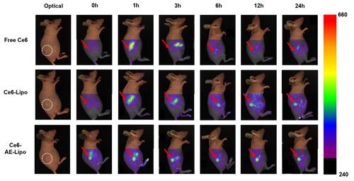 Figure 6 Non-invasive in vivo fluorescent imaging of free Ce6, Ce6-Lipo, and Ce6-AE-Lipo after i.v. injection via the tail vein of MDA-MB-231 cells-derived tumor-bearing Balb/c nude mice. Whole body imaging at predetermined time points (0, 1, 3, 6, 12, and 24 h) after i.v. injection at the 24 h time point.