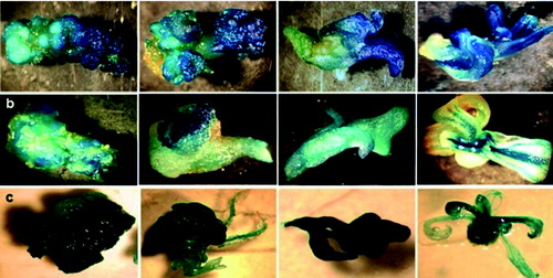 Figure 1. Expression pattern of рMtLAX3::GUS in all stages of somatic embryogenesis in transcriptional reporter plants: Medicago truncatula (a); Lotus japonicus (b) and Arabidopsis thaliana (c).