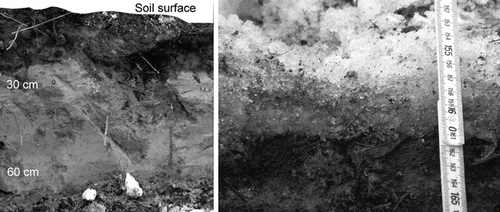 FIGURE 8. Left: Image of a soil profile excavated on 16 March 2002 showing the infiltrated meltwater concentrated in the uppermost 25 cm of the frozen soil. Right: During spring 2002 a thin ice layer formed on the soil surface due to melting and refreezing