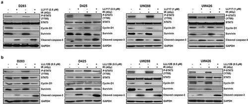 Figure 7. LLY17 or LLL12B combined with irradiation inhibited STAT3 targets and induced cell apoptosis protein in human medulloblastoma cells. Non-irradiated or irradiated (4 Gy) human medulloblastoma D283, D425, UW288, and UW426 cells were treated with LLY17 (a), LLL12B (b) or DMSO overnight. Cells were harvested and analyzed by Western blot. The expression levels of P-STAT3 (Y705), STAT3, Cyclin D1, Survivin and cleaved Caspase-3 were determined. GAPDH was used as a protein loading control