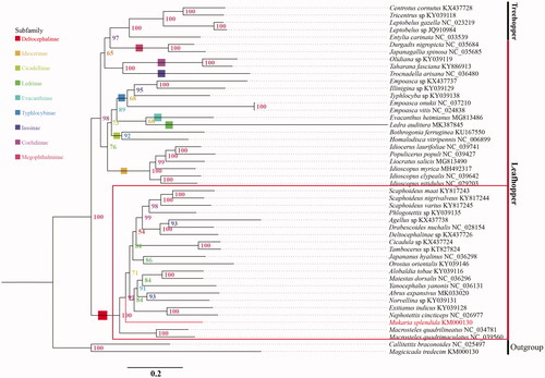 Figure 1. Phylogenetic relationships of the Cicadellidae based on the nucleotide sequences of the 13 PCGs and 2 rRNAs, using closely related species of the Cicadellidae.