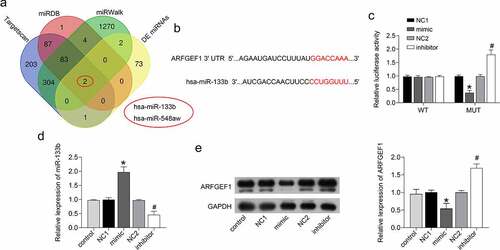 Figure 2. miR-133b interacted with ARFGEF1 in C33A cells.