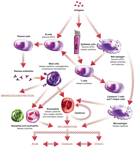 Figure 3 The inflammatory cascade in asthma. Acute-phase inflammation is triggered when inhaled allergens are captured by antigen-presenting cells (epithelial cells, dendritic cells, macrophages) and presented to T cells. Activated Th2 cells trigger B cells to become antibody-producing plasma cells. Plasma cells release antigen-specific IgE which binds to IgE receptors on mast cells. Activated mast cells degranulate releasing histamine which binds to receptors on airway smooth muscle cells, triggering contraction and airway narrowing. Repeated bouts of acute inflammation can lead to chronic inflammation with persistent airway eosinophilia and/or neutrophilia. Image courtesy of EPG Online at www.epghealthmedia.com.