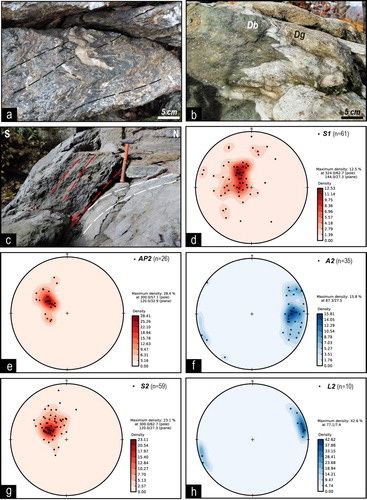 Figure 3. Images of different field-scale structures: (a) D2 crenulation cleavage (dashed black lines) in garnet- and chloritoid-bearing mica schist (Dronero Unit, N of Santuario di Valmala, 44°31′7, 7°20′35); (b) D2 folds deforming the contact between metabasite (Db) and leucogneiss (Dg) (Dronero Unit, E of Santuario di Valmala, 44°30′48, 7°21′2); (c) D3 extensional shear planes (dashed red lines) dragging the S2 foliation (dashed white lines) in mylonitic dioritic gneiss (Valmala Tectonic Unit, Comba di Valmala, 44°32′48, 7°20′30). (d–h) Equal-area lower-hemisphere stereographic projections of different structures (n: number of data; counting method: Fisher distribution): (d) poles of S1 foliation; (e) poles of D2 axial plane (AP2); (f) D2 axes (A2); (g) poles of S2 foliation; (h) D2 stretching lineations (L2).