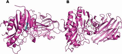 Figure 9. Computational prediction of binding mode: (A) original ligand shown in (cyan); (B) FA ester derivative shown (green) docked in the crystal structure of the oxidative stress protein (pink).