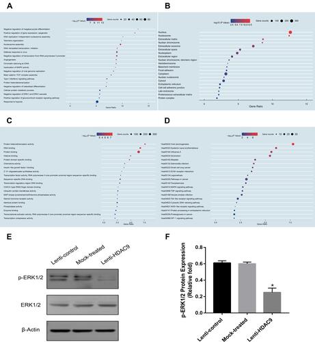 Figure 3 Functional enrichment analysis of DEGs and MAPK signaling pathway verification. (A) Gene ontology analysis of biological processes for DEGs. (B) Gene ontology analysis of cellular components for DEGs. (C) Gene ontology analysis of molecular functions for DEGs. (D) Gene ontology analysis of KEGG for DEGs. (E and F) The expression of pERK1/2 and ERK1/2 proteins was determined by Western blotting analysis. Data were mean ± S.D. *P<0.05 versus the lenti-control group.