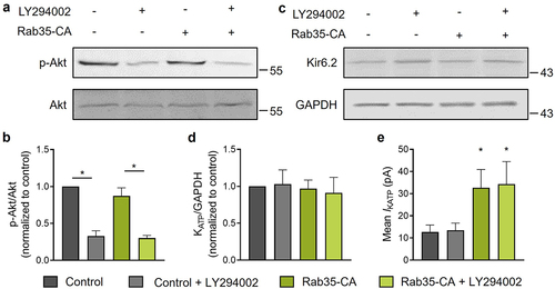 Figure 6. Rab35 regulates KATP channel recycling independent of PI3K signaling. (a) HEK293 cells expressing Avi-Kir6.2–4HA/SUR2A transfected with or without Rab35-CA (constitutively active Rab35 mutant) were treated with or without 10 μM LY294002 (PI3K inhibitor) for 24 h. Representative blots of total and phosphorylated Akt and (b) ratios of phosphorylated Akt to total Akt were shown for indicated groups (n = 5 blots). (c) Representative blots of Kir6.2 and GAPDH and (d) ratios of Kir6.2 to GAPDH were shown for indicated groups (n = 5 blots). (e) Summary of mean KATP channel currents of indicated groups. n ≥ 13 current traces in each group. *P < 0.05 vs. the control group determined by two-way ANOVA followed by Holm-Sidak test.