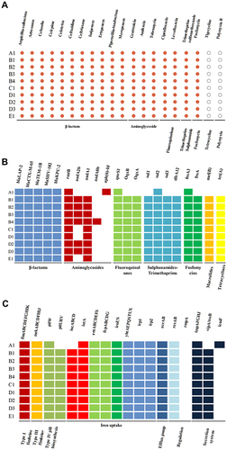 Figure 2 Antimicrobial susceptibility, AMR genes, and VF genes of 10 CRKP isolates. (A) The resistance phenotypes of 10 CRKP isolates to antibiotics, red dot represents resistant and white dot represents sensitive; (B) AMR genes of 10 CRKP isolates, different classes of AMR genes were distinguished by different colors, colored box represents presence of AMR gene and white box represents absence of AMR gene; (C) VF genes of 10 CRKP isolates, different classes of VF genes were distinguished by different colors, colored box represents the presence of VF gene and white box represents the absence of VF gene.