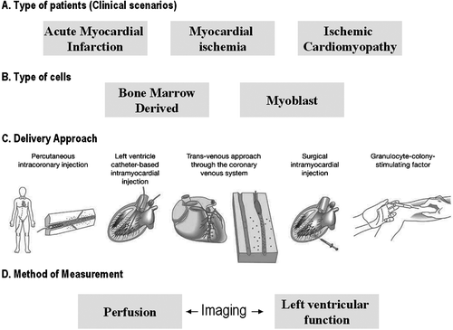 Figure 2 The principal differences between cardiovascular stem cell therapy clinical studies have been the type of patients studied, the type of cell used, the delivery approach, and the method of measurement. Three different clinical scenarios have been investigated to date: acute myocardial infarction, myocardial ischemia without revascularization possibilities, and ischemic cardiomyopathy with a depressed contractile function. The type of stem cell used could be classified in two groups: those bone marrow‐derived and myoblast. In conditions where reperfusion is the primary objective or chronic ischemia prevails, the angiogenic potential of bone marrow‐derived may be of high priority. In contrast, in patients where additional restoration of contractile function is the clinical goal, delivering cells with contractile potential like myoblast seems a more reasonable approach. The routes of stem cell delivery experimented have been percutaneous intracoronary infusion, transendocardial delivery through a left ventricle catheter, transvenous catheter approach, transepicardial delivery during surgery, and pharmacological mobilization with stimulating factors. Finally, to assess the efficacy of stem cell therapy, different imaging techniques have been used either to measure perfusion or left ventricular function.