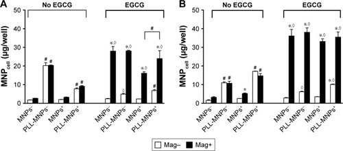 Figure 6 Synergistic effects of magnetic force and EGCG on internalization of MNPs with or without PLL coating by (A) U87MG and (B) LN229 cells.Notes: Cells were incubated with EGCG (10 μM) and MNPs (100 μg/mL) for 3 hours. Values are means ± SE (n=4). *,◊P<0.05 compared with Mag– and no EGCG groups, respectively; #P<0.05 compared with corresponding MNPs without PLL coating.Abbreviations: EGCG, epigallocatechin-3-gallate; MNPs, magnetic nanoparticles; PLL, poly-l-lysine; MNP−, MNPs with negative ζ-potential; MNPcell, cell-associated MNPs; MNP+, MNPs with positive ζ-potential.