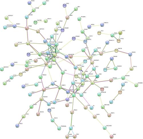 Figure 4 Protein–protein interaction (PPI) network of the hypomethylation and high expression genes.