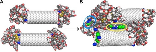 Figure 2 Simulation snapshots illustrating the pre-collision state of the system (A) and the post-collision state (B).Note: The yellow ellipsoid denotes three cisplatin molecules released from the upper CNT, while the blue ellipsoid denotes the molecules released from the bottom CNT.Abbreviation: CNT, carbon nanotube.