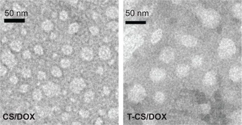 Figure 3 TEM images of CS/DOX and T-CS/DOX micelles.Abbreviations: CS, chitosan-g-stearate; DOX, doxorubicin; TEM, transmission electron microscopy; T-CS, TNYL-modified CS.