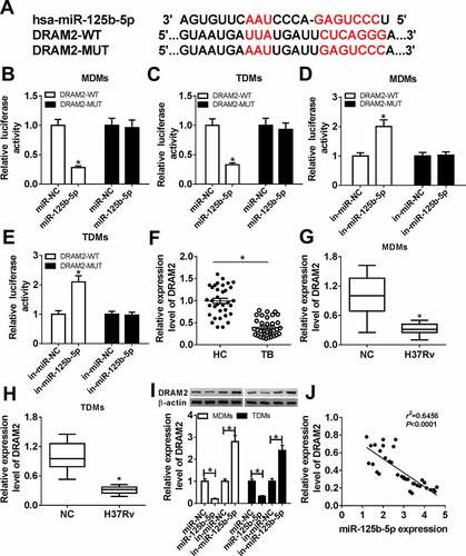 Figure 4. DNA damage-regulated autophagy modulator 2 (DRAM2) was a target gene of miR-125b-5p in human macrophages. (a) The potential binding sequences of hsa-miR-125b-5p in wild type of DRAM2 3ʹ UTR (DRAM2-WT) was presented and mutated to construct the mutation of DRAM2 3ʹ UTR (DRAM2-MUT). (b-e) Dual-luciferase reporter assays assessed luciferase activity of plasmid carrying DRAM2-WT/MUT in MDMs and TDMs co-transfected with (b, c) miR-125-5p/NC mimic (miR-125-5p/NC) or (d, e) in-miR-125-5p/NC inhibitor. (f-h) Real-time PCR measured DRAM2 expression in (f) human primary moncytes from TB and HC, and (g, h) macrophages (MDMs and TDMs) with H37Rv infection or not. (i) Western blot assay examined expression level of DRAM2 in MDMs and TDMs transfected with miR-NC, miR-125-5p, in-miR-NC, or in-miR-125-5p. (j) The correlation analysis was conducted between miR-125b-5p and DRAM2 expression with Spearman rank correlation test. All operations were carried out in triplicate. * P < 0.05