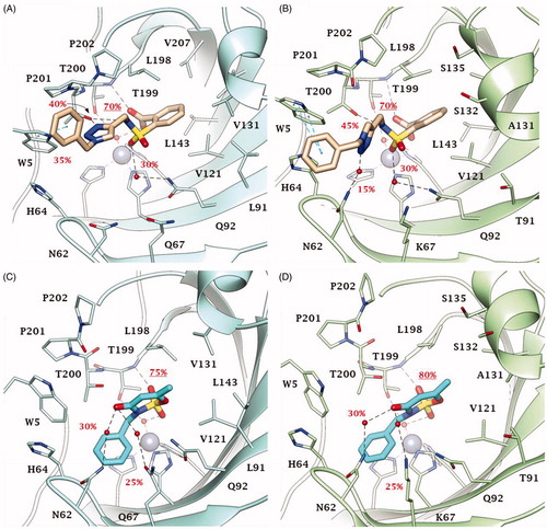 Figure 5. Predicted binding mode of compounds 49 and 51 into (A, C) CA IX and (B, D) CA XII active site. H-bonds and π-π stackings are represented as black and blue dashed lines, respectively. Dashed bonds occupancy over the MD simulation is indicated as percentage, among which underlined is the occupancy of the anchorage to the zinc-bound water. Water molecules are shown as red spheres. Amino acids are labelled with one letter symbols: A, Ala; H, His; K, Lys; L, Leu; N, Asn; P, Pro; Q, Gln; S, Ser; T, Thr; V, Val; W, Trp.