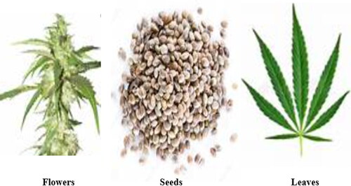 Figure 3. Parts of industrial hemp with the potential for use as raw material for food processing.