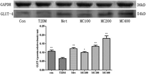 Figure 6. The protein level of GLUT-4 in skeletal muscle. Data are representative images for GLUT-4 level after 8 weeks treatment. The scanned bar graph shows the GLUT-4’ statistical change. Con: control; T2DM: Type 2 diabetes mellitus; Met: Metformin; MC100: MCE 100 mg; MC200: MCE 200 mg; MC400: MCE 400 mg. *p < 0.05 and **p < 0.01 the T2DM group versus control and treated groups.