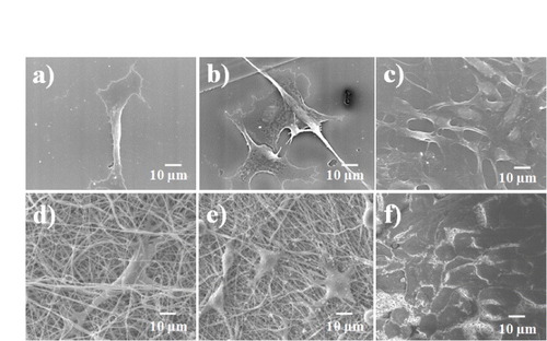 Figure 11. SEM morphology of endothelial cells seeded on TCPS ((a), (b) and (c)) and on cross-linked PCL–gelatin scaffolds ((d), (e) and (f)) after 1, 3 and 5 days of incubation.