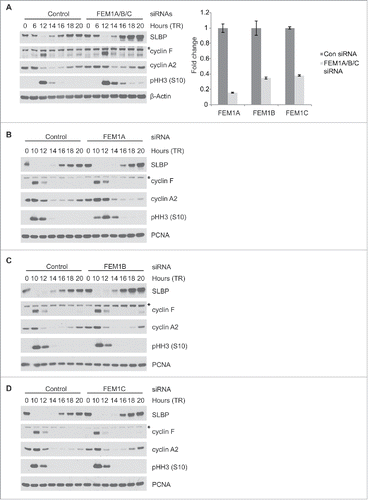 Figure 2. SLBP levels increase after depletion of FEM1A, FEM1B, or FEM1C. (A) Depletion of FEM1A, FEM1B, and FEM1C results in increased levels of SLBP in G1 phase. HeLa cells were synchronized at G1/S by double-thymidine block before trypsinization and release into fresh media. Cells were transfected with FEM1A, FEM1B, and FEM1C siRNA 48 hours before the first timepoint. Right: OligodT primed cDNAs corresponding to the immunoblot samples were analyzed by qPCR for FEM1A, FEM1B, and FEM1C mRNA. The data are presented as mean ± SD of one representative experiment. (B-D) Depletion of individual FEM1 proteins results in increased levels of SLBP in G1 phase. HeLa cells were synchronized at G1/S by double-thymidine block before trypsinization and release into fresh media. Cells were transfected with respective siRNAs 48 hours before the first timepoint. Samples were collected at the listed time points, and immunoblotted as indicated. *Asterisks denote non-specific bands.