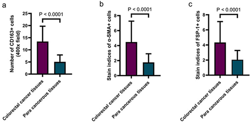 Figure 5 The expression levels of CD163, α-SMA, and FSP-1 were different in paracancerous and cancerous tissues in the control groups. (a) The number of CD163 in CRC tissues matched paracancerous tissues. (b) The staining indices of α-SMA in CRC tissues matched paracancerous tissues. (c) The staining indices of FSP-1 in CRC tissues matched paracancerous tissues.