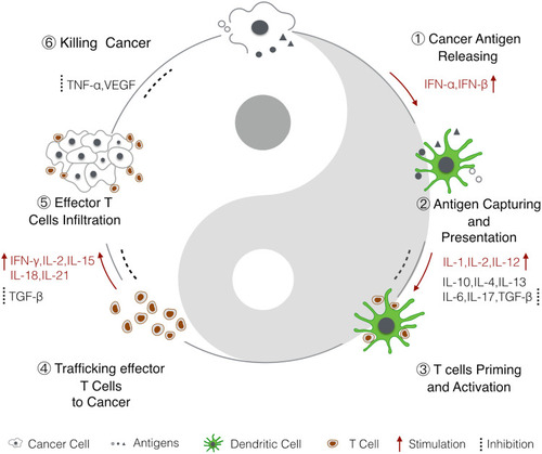 Figure 1 Cytokines in the cancer immunity cycle.Citation6 1) Antigens from dead cancer cells are captured by APCs, mainly by DCs. 2–3) DCs present cancer antigens to T cells to prime the adaptive immune response. 4–5) Activated effector T cells infiltrate cancer cells and then 6) kill cancer cells. Dead cancer cells release cancer antigens to continue the immune cycle. Cytokines that have been shown to promote or inhibit the anticancer immune responses are highlighted.